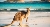 Make Money Online A kangaroo found only in Australia (shutterstock)