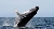 whale bitcoin ether